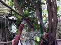 21a - Jardin Tropical 011